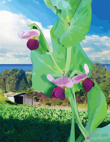 Coastal Sweet Peas