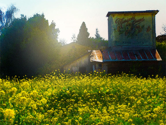 Mustard Field
