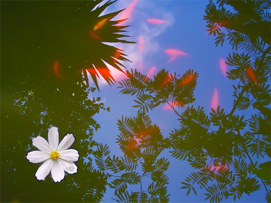 Sky Fish