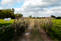 Flanders Field