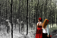 Flanders Forest