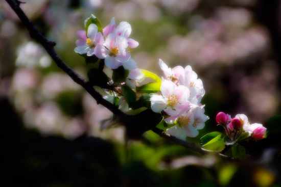Apple Blossoms