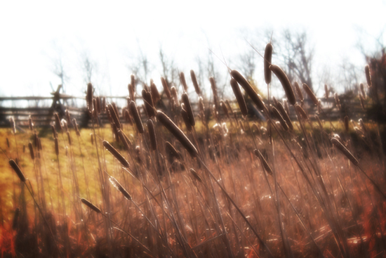 Gettysburg Cattails
