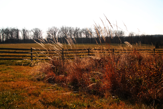 Fall Field