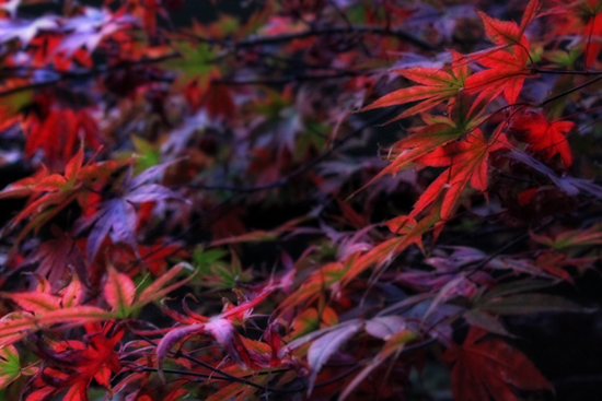 Fall Leaves