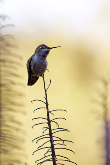 Golden Hummer