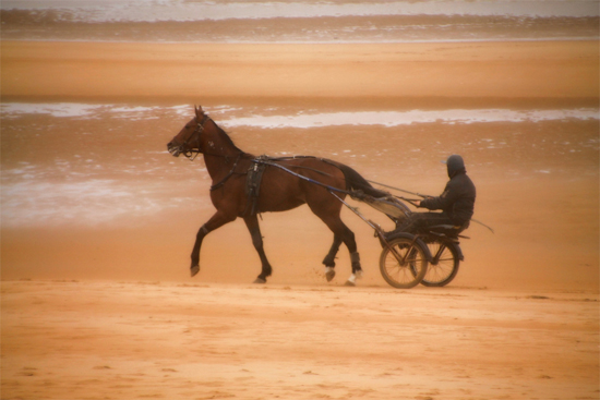 Omaha Beach Horse