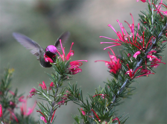 Hummer on Red Flowers