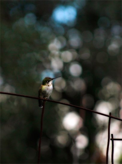 Hummer on a Wire Fence