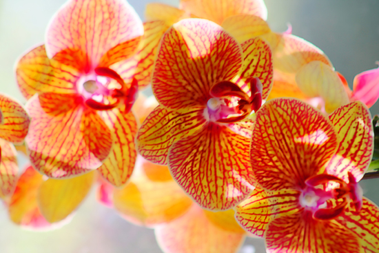 Orchids in the Sun - horizontal