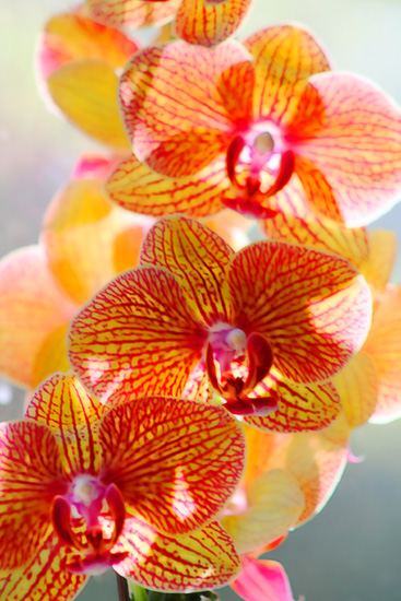 Orchids in the Sun