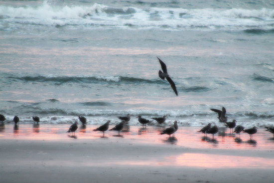 Sea Birds at Sunset