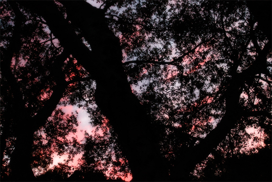 Sunset Through the Oaks 1